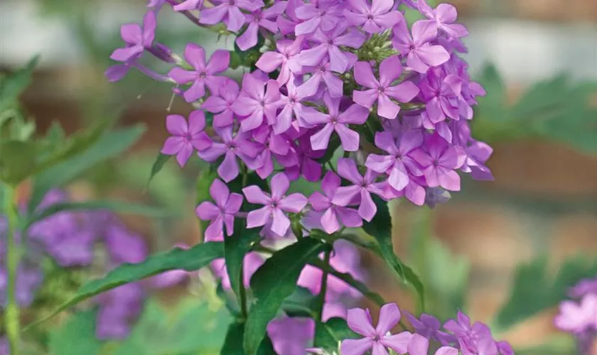 Phlox paniculata 'Amethyst'