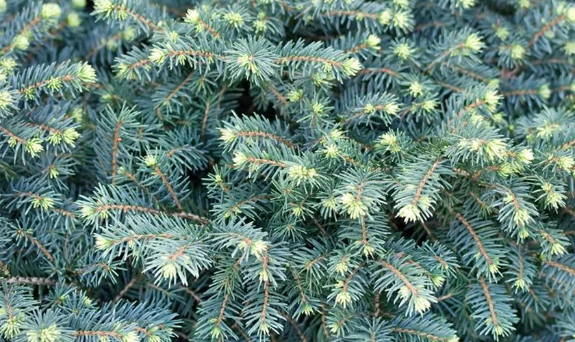 Picea omorika 'Mirjam'