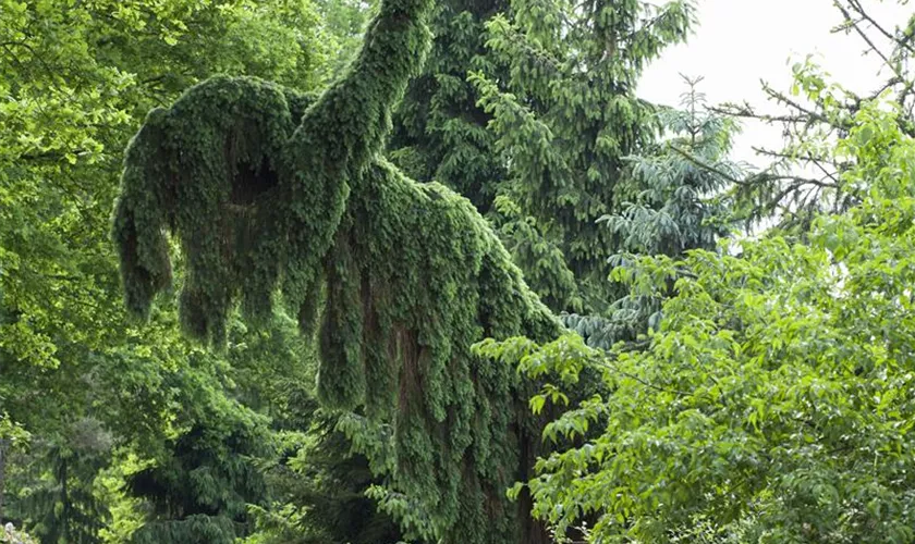 Picea omorika 'Pendula'