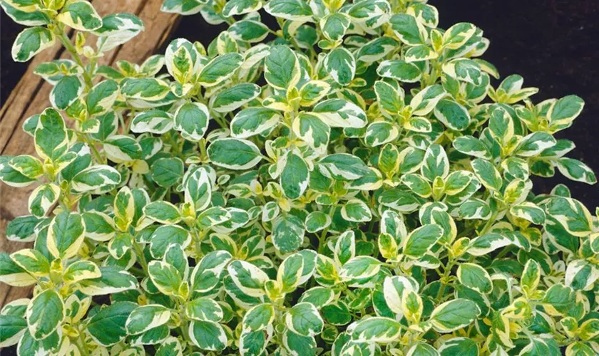 Origanum laevigatum