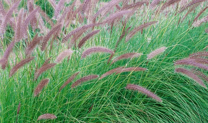 Pennisetum setaceum 'Tiny Tails'