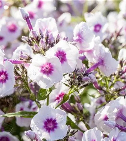 Flammenblumen lassen Ihren Garten in Farben baden