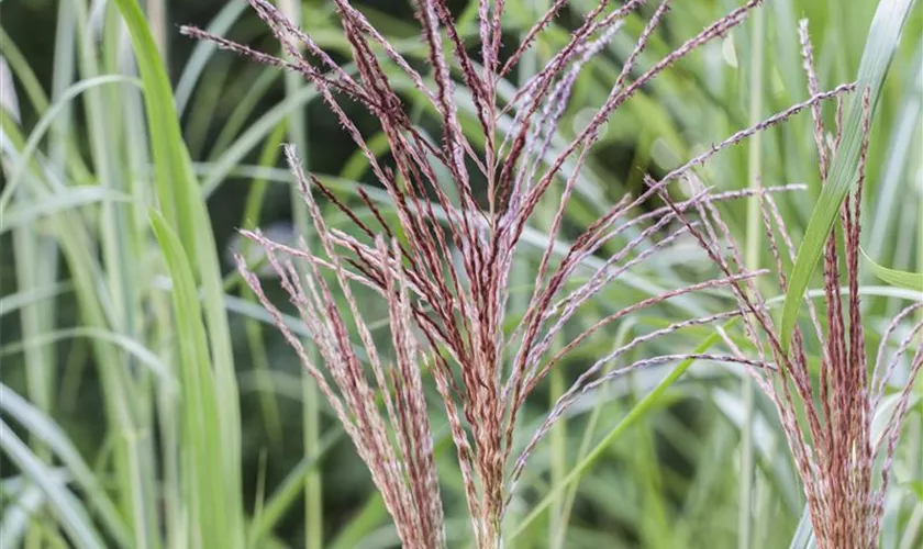 Miscanthus sinensis 'Malepartus'