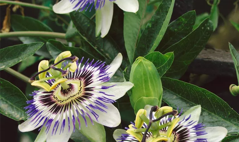 Passiflora caerulea 'Silly Cow'