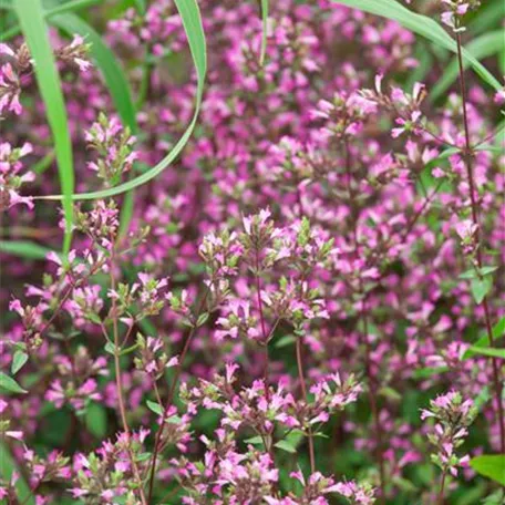 Origanum laevigatum 'Hopley'