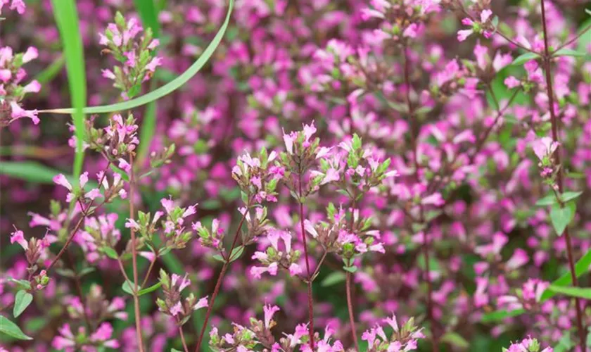 Garten-Blüten-Dost 'Hopley'