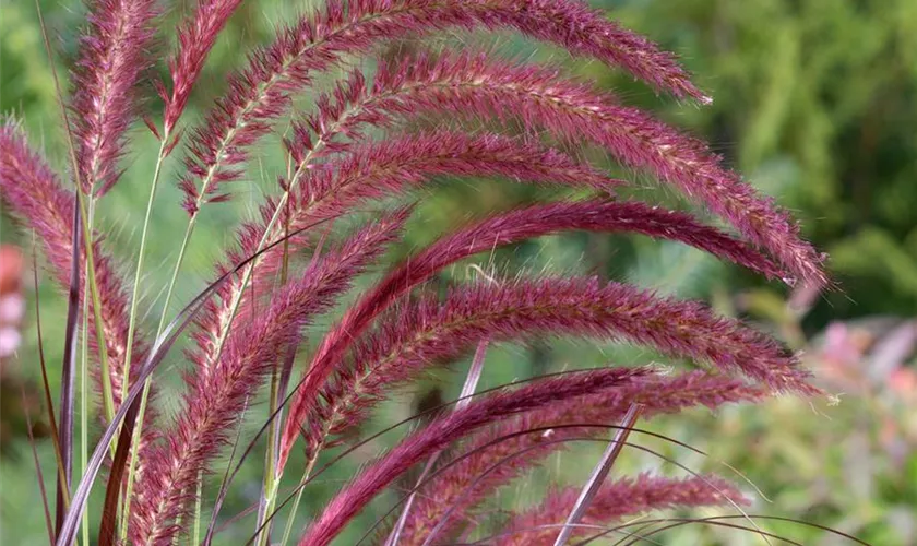 Pennisetum setaceum 'Red Riding Hood'