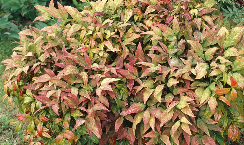 Nandina domestica 'Blush Pink'