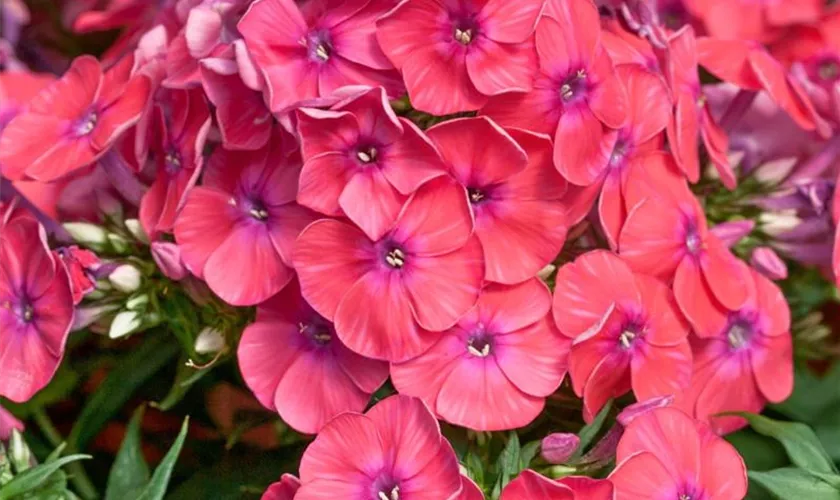 Phlox paniculata 'Flame Coral'