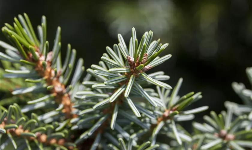 Picea omorika 'Treblitzsch'