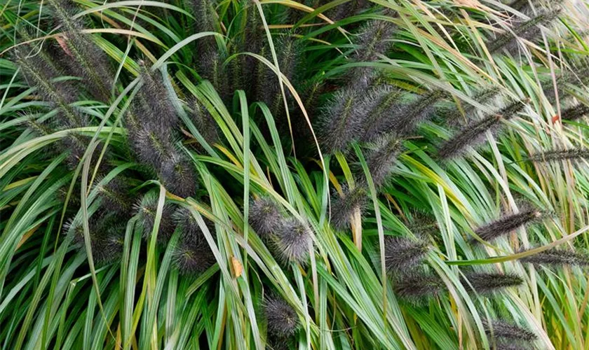 Pennisetum setaceum 'Rupelli'