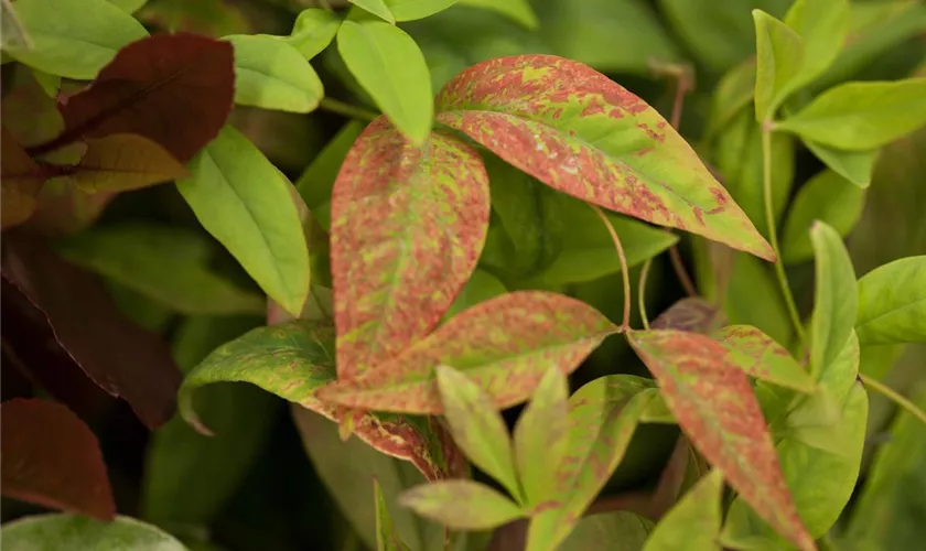 Nandina domestica 'Firepower'