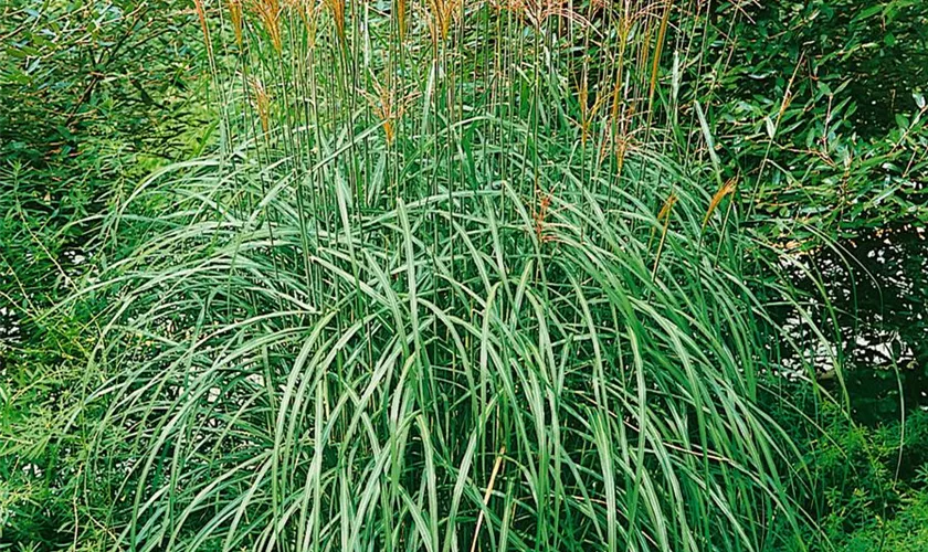 Miscanthus sinensis 'München'