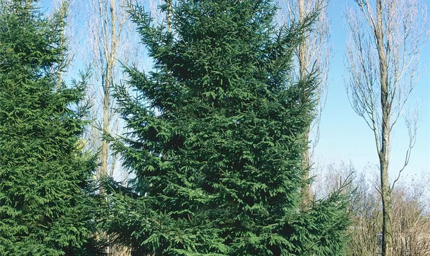 Picea orientalis