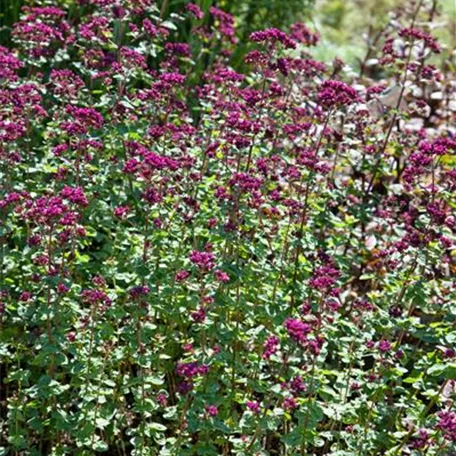 Origanum laevigatum 'Rosenkuppel'