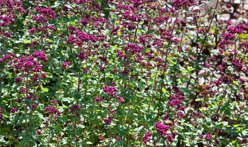 Garten-Blüten-Dost 'Rosenkuppel'