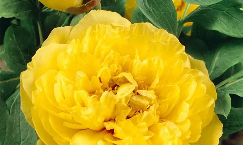 Paeonia lutea