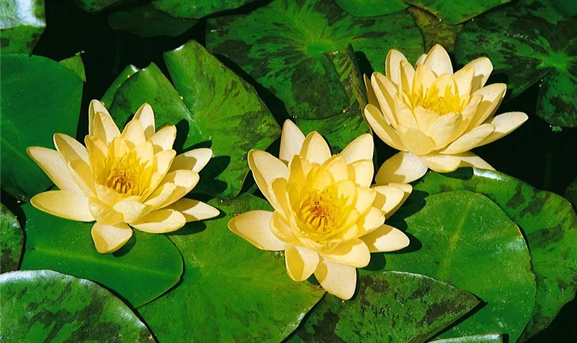 Nuphar pumila