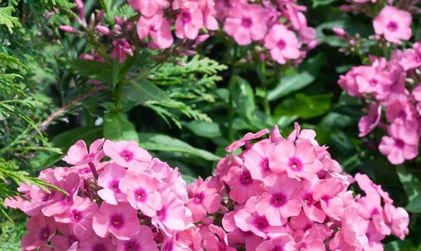 Phlox paniculata 'Jeff´s Pink'