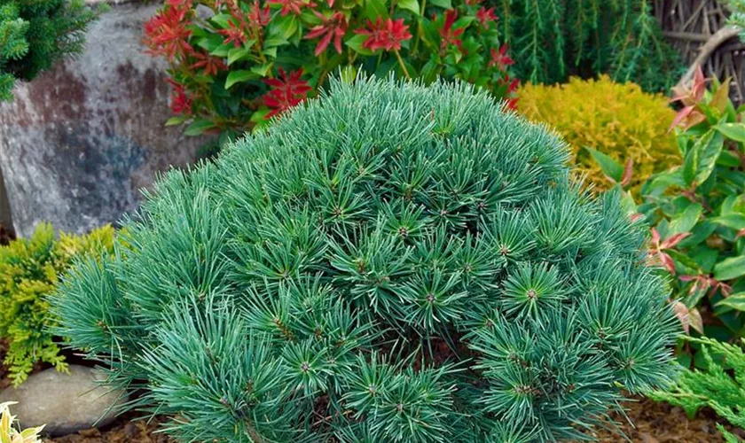 Pinus sylvestris 'Doone Valley'