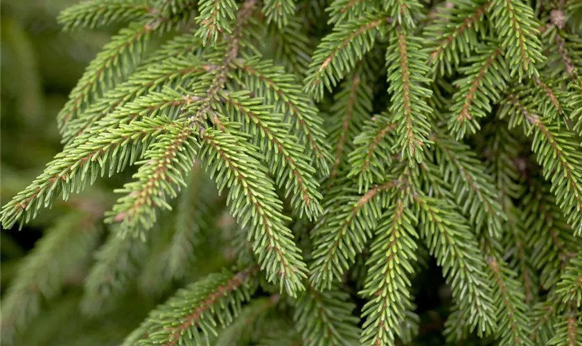 Picea orientalis 'Aureospicata'