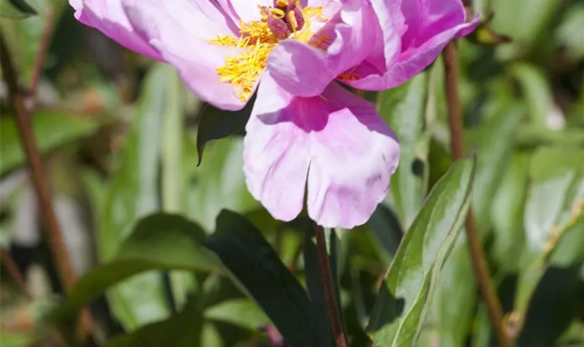 Paeonia officinalis