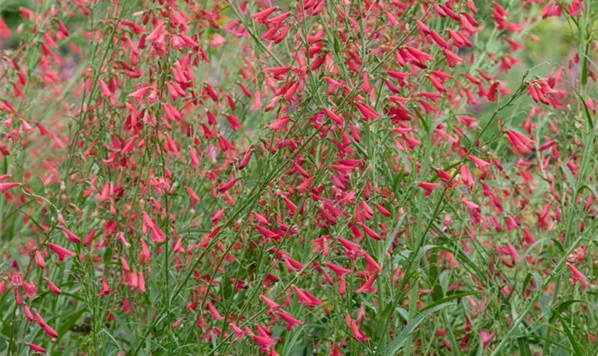 Penstemon barbatus 'Coccineus'