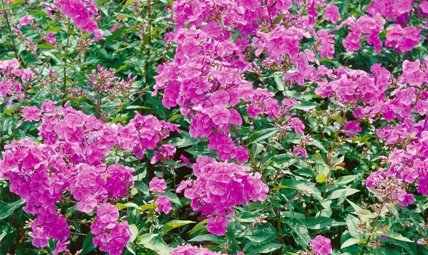 Phlox paniculata 'Lavendelwolke'