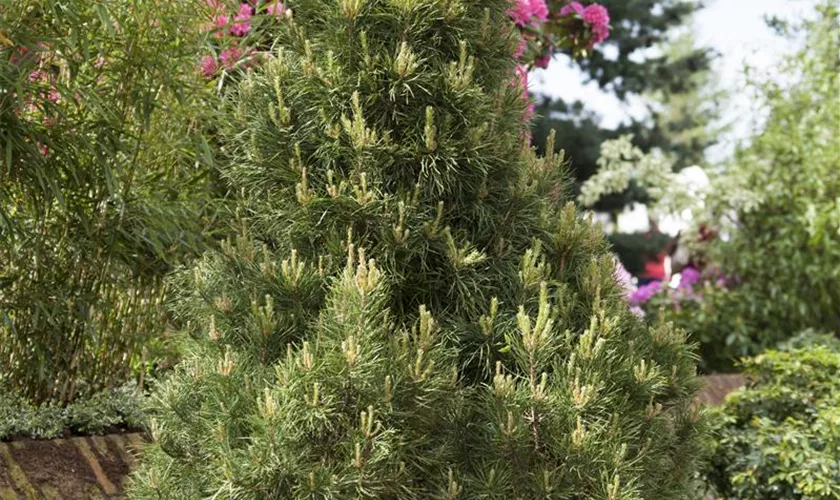 Pinus sylvestris 'Globosa Viridis'