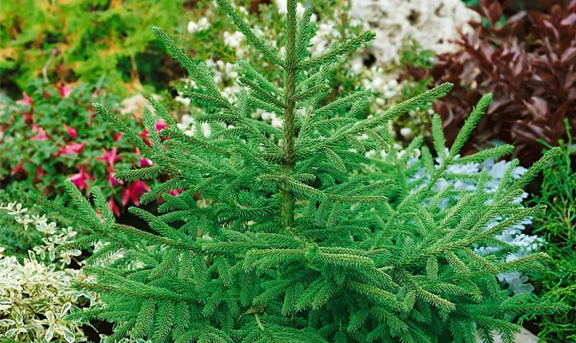 Picea orientalis 'Golden Start'