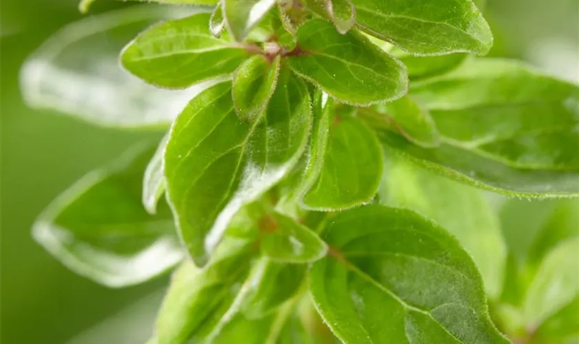 Origanum majorana 'Aromata'