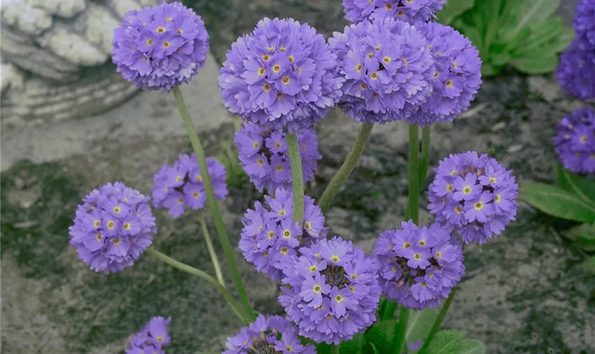 Primula denticulata 'Grandiflora'