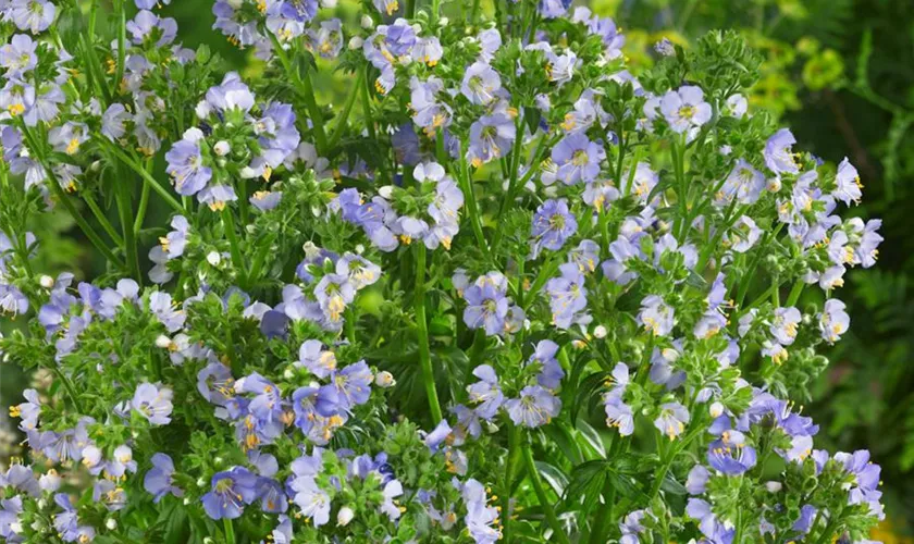 Polemonium caeruleum 'Bambino Blue'