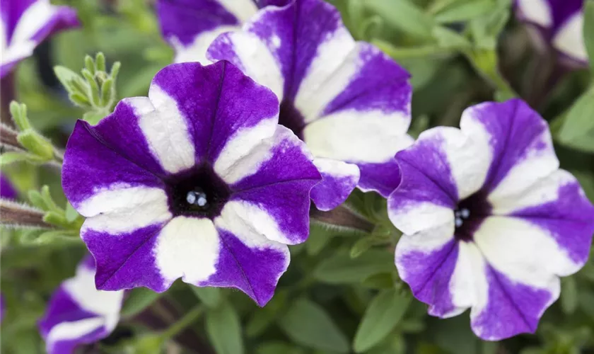 Petunia 'Grape Star'