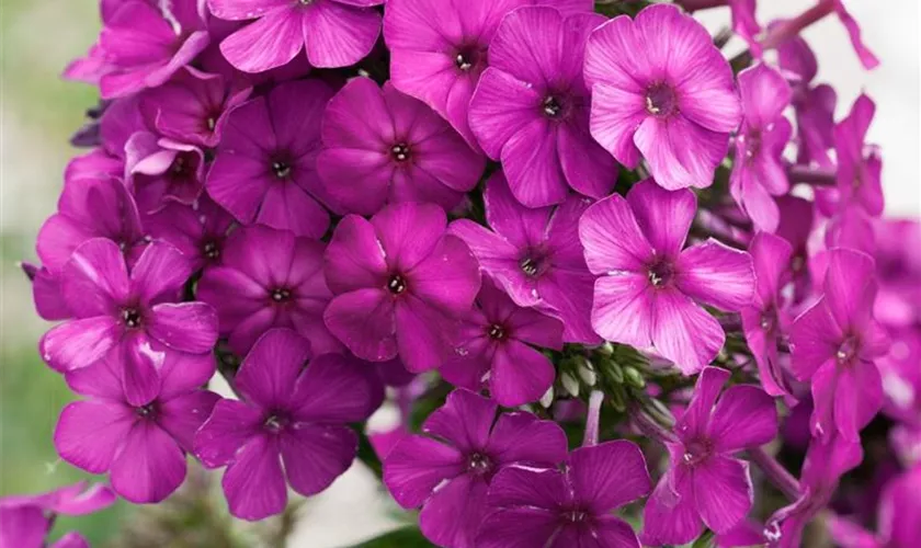 Phlox paniculata 'Look Again'