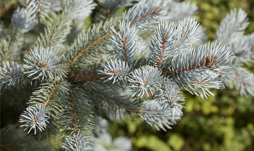 Picea pungens 'Fat Albert'