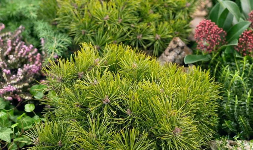 Pinus sylvestris 'Jakutsk'