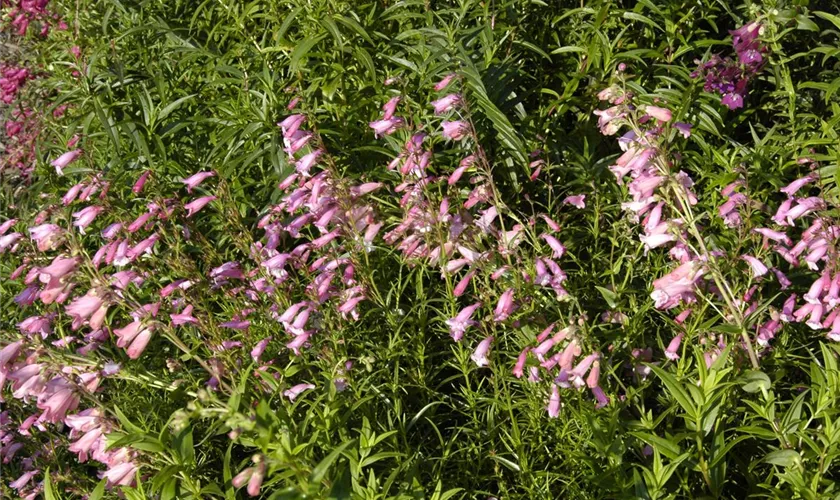 Penstemon barbatus 'Hidcote Pink'