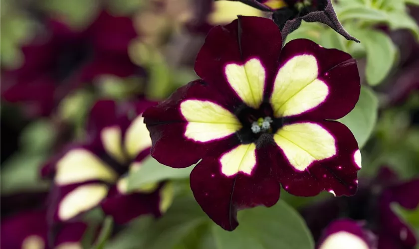 Petunia 'LightningSky'®