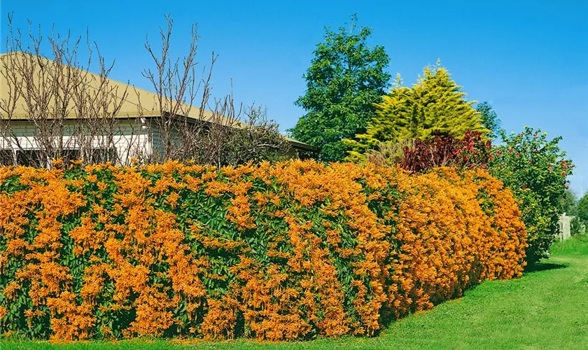 Pyrostegia venusta