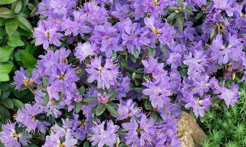 Kleinblättriger Rhododendron 'Blue Wonder'