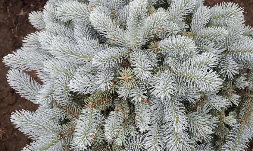 Picea pungens 'Glauca Globosa'