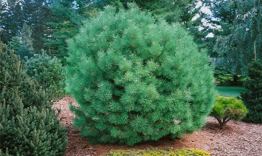 Pinus sylvestris 'Windsor'