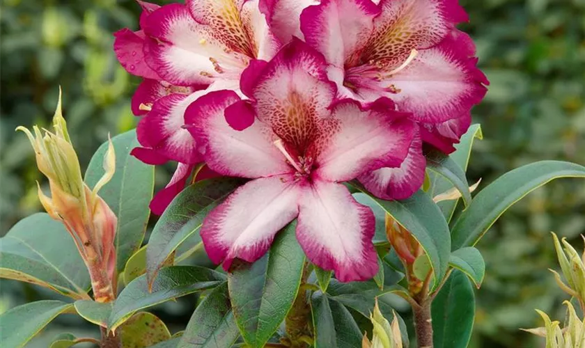 Rhododendron 'Midnight Magic'®