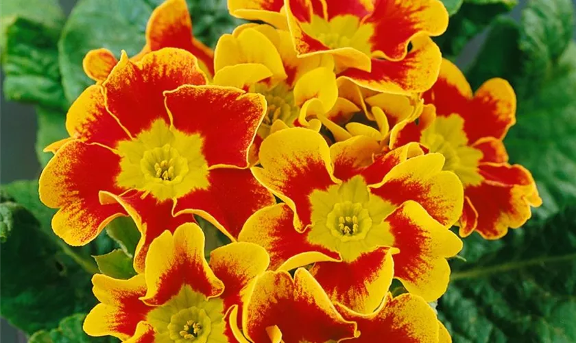 Primula elatior 'Dazzler Tagetes'