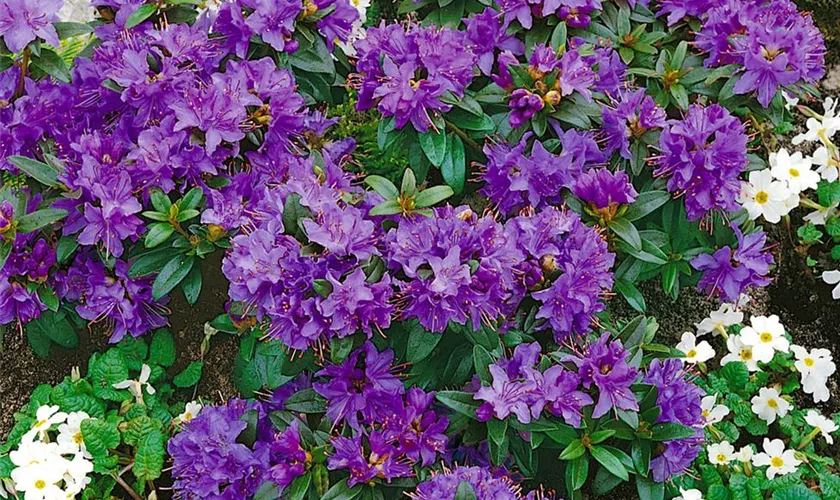 Kleinblättriger Rhododendron 'Gristede'