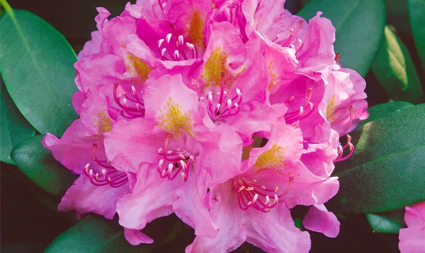 Rhododendron 'Midsummer'