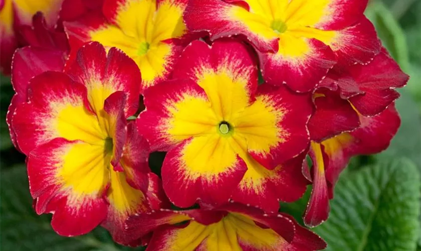 Primula elatior 'Fire'