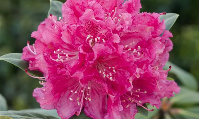 Rhododendron-Hybride 'Canberra'