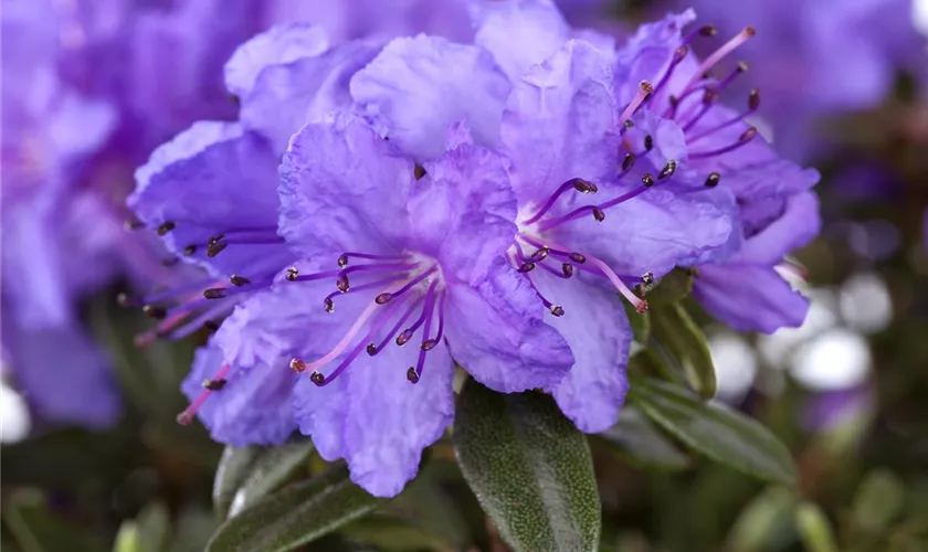 Kleinblättriger Rhododendron 'Luisella'